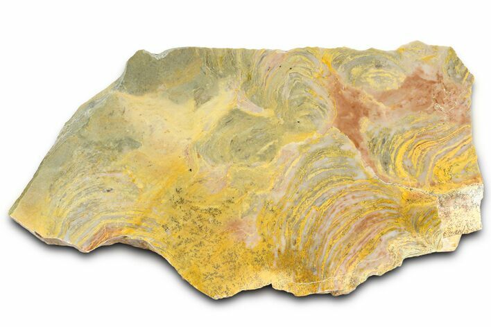 Polished Stromatolite (Inzeria) From Russia - Million Years #362968